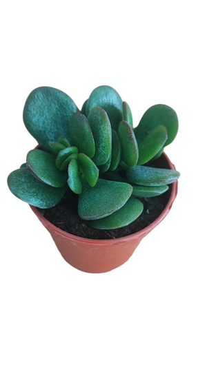 crassula-ovata-minima-albero-di-giada