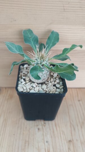 pachypodium-namaquanum