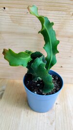 epiphyllum-guatemalense-mostruosa