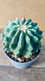 ferocactus-glauscens-inermis