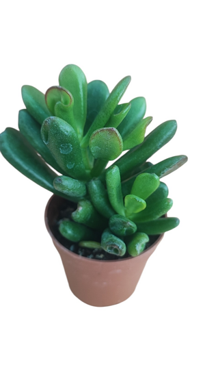 crassula-cv-gollum