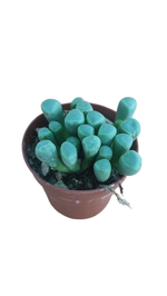 fenestraria-aurantiaca