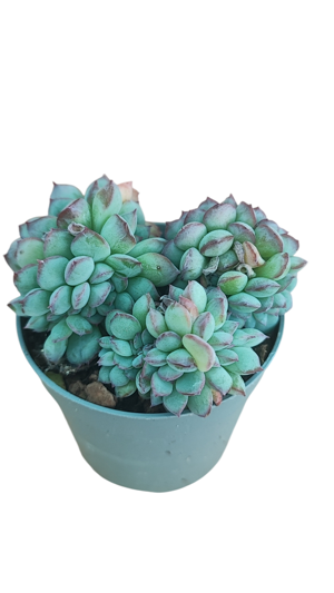 echeveria-apus-f-crestata