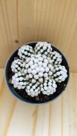 mammillaria-gracilis-cv-oruga