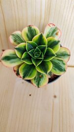 aeonium-floresens