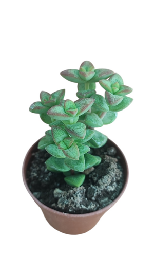 crassula-brevifolia