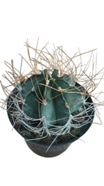 astrophytum-capricorne-v-aureum