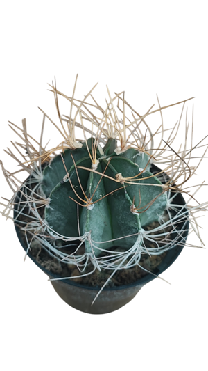 astrophytum-capricorne-v-aureum