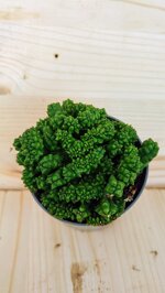 euphorbia-enopla-f-crestata