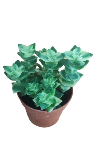 crassula-perforata-f-variegata