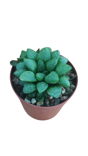 haworthia-turgida-v-suberecta