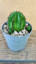 euphorbia-anoplia