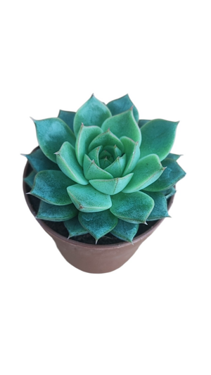 echeveria-fabiola