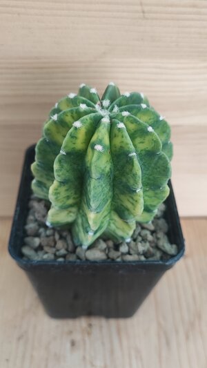 echinopsis-subdenudata-f-variegata