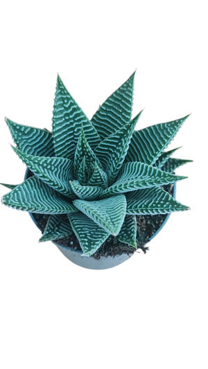 haworthia-spider-white