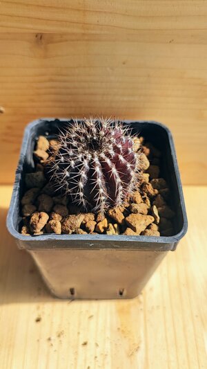 uebelmannia-pectinifera