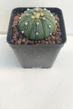 astrophytum-asterias-1