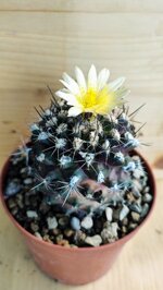 copiapoa-humils