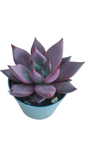echeveria-agavoides-cv-romeo