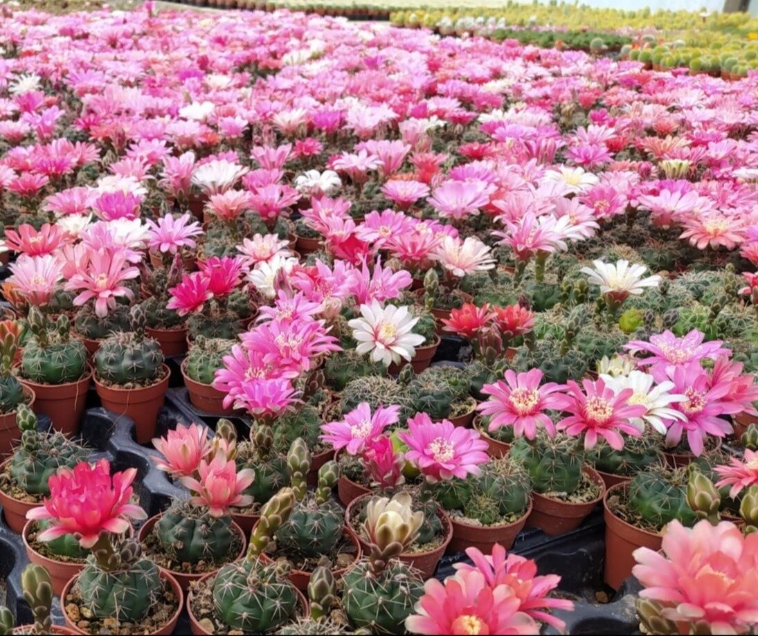 Questo week end a "Benevento in Fiore" tra il verde della villa comunale e i tesori del patrimonio Unesco