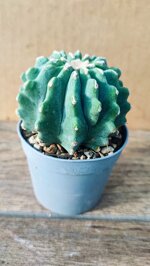 ferocactus-glauscens-inermis