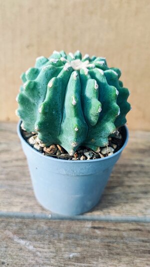 ferocactus-glauscens-inermis