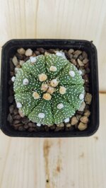 astrophytum-asterias