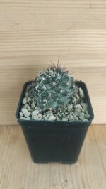 copiapoa-humilis