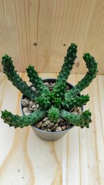 euphorbia-inermis