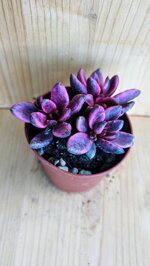 lenopetalum-chocolate-and-strawberries