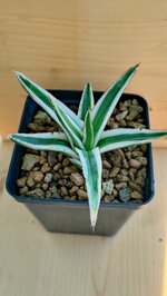 agave-victoriae-reginae-white-rhino
