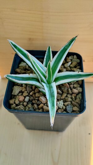 agave-victoriae-reginae-white-rhino