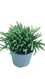 rhipsalis-capilliformis