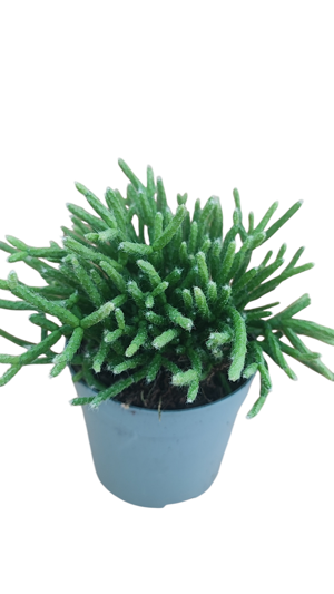rhipsalis-capilliformis