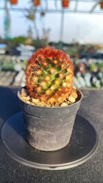 mammillaria-carmeniana-cv-red