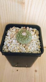 strombocactus-disciformis-v-minimus