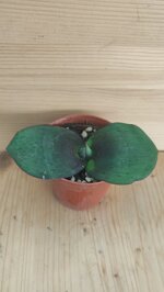 massonia-pustulata-hybrida