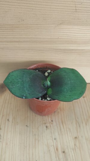 massonia-pustulata-hybrida