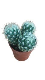 mammillaria-microhelia