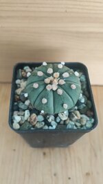 astrophytum-asterias-cv-nudum