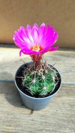 thelocactus-bicolor