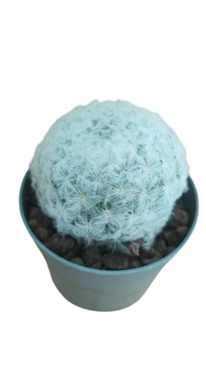 mammillaria-plumosa
