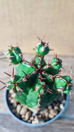 euphorbia-handiensis