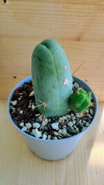 trichocerereus-bridgesii-mostruoso