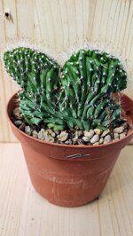 neoboxbaumia-euphorbioides-f-crestata