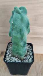 lophocereus-scotti-mostruoso