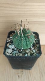 euphorbia-obesa-x-valida