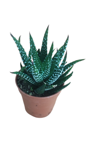 haworthia-fasciata
