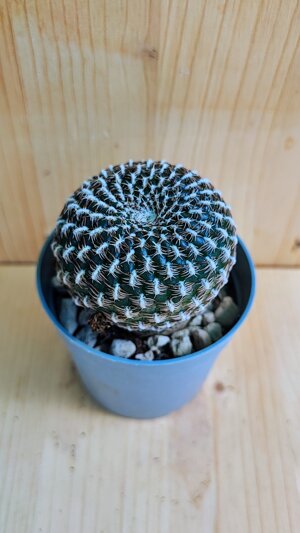 sulcorebutia-arenacea