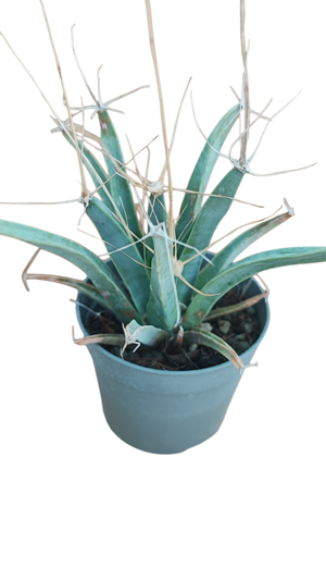 leuchtenbergia-principis